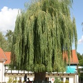 Betriebsausflug_20090904_121804-1123.jpg