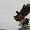 Burgfest_Stargard_20100815-124238-8480.jpg