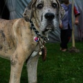 Burgfest_Stargard_20100814-195426-7313.jpg