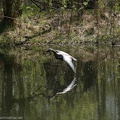 Heerbann_20100425_124259_1518.jpg