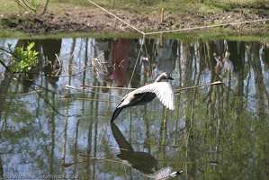 Heerbann 20100425 134017 1716