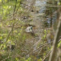 Heerbann_20100425_134313_1726.jpg