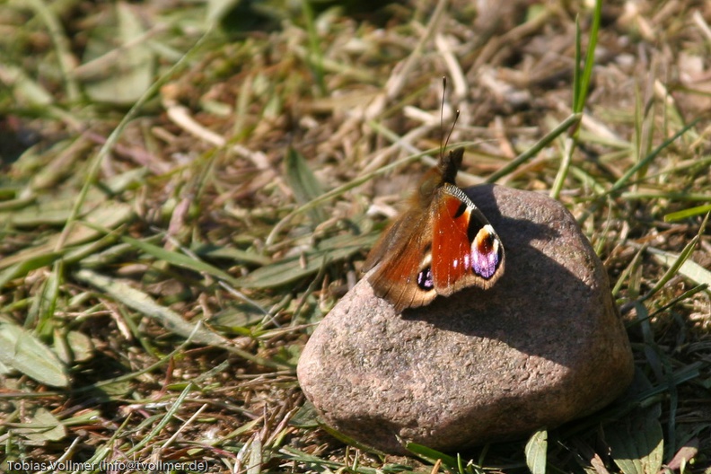 Heerbann_20100425_161735_2063.jpg