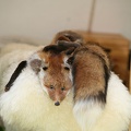 Burgfest_Stargard-20120812-12_13_49_2997.jpg