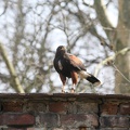 Pankow-20130420-15_57_13_8698.jpg