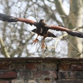 Pankow-20130420-15_57_18_8699.jpg