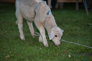 Gerswalder-Wasserburgfest 20140712-212111 7669