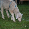 Gerswalder-Wasserburgfest_20140712-212111_7669.jpg