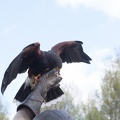 9__Wikinger_und_Mittelalterspektakel_20150418-144355_9509.jpg