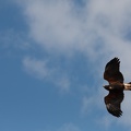 9__Wikinger_und_Mittelalterspektakel_20150418-144458_9515.jpg