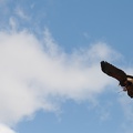 9__Wikinger_und_Mittelalterspektakel_20150418-144458_9516.jpg