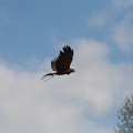 9__Wikinger_und_Mittelalterspektakel_20150418-144546_9518.jpg