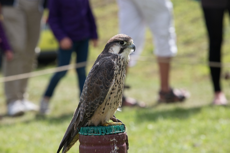 25._Burgfest_Stargard_20170813-114235_6791.jpg