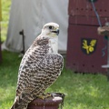 25._Burgfest_Stargard_20170813-114247_6792.jpg