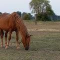 Werbellin_20200808-202340_0518.jpg