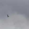 Scotland_20180717-120201_2097.jpg