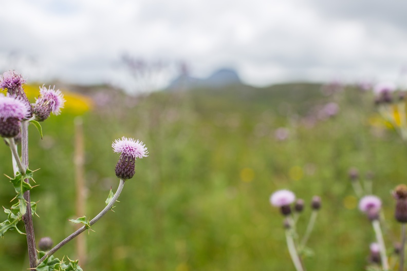 Scotland_20180717-140114_2138.jpg