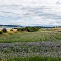 Scotland_20180719-153004_2418.jpg