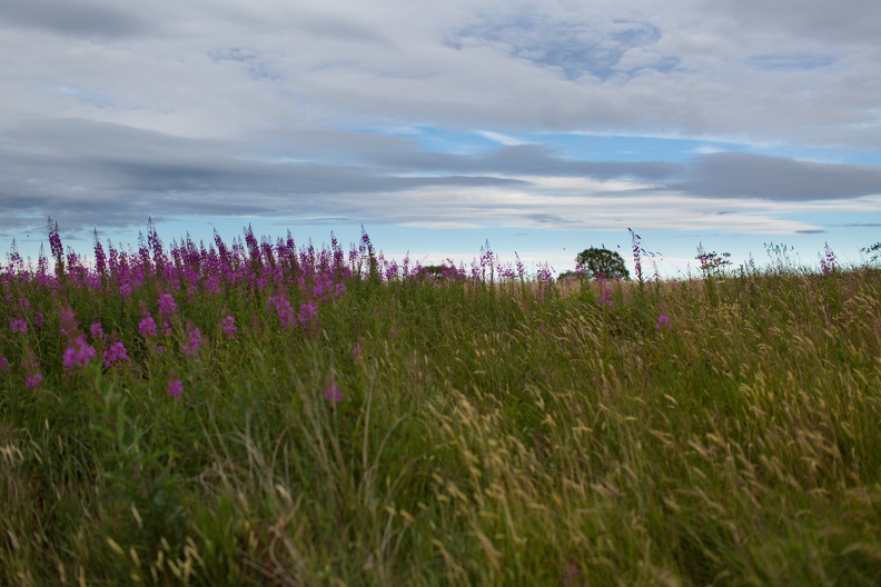 Scotland_20180719-182527_2451.jpg