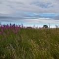 Scotland_20180719-182527_2451.jpg
