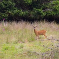 Scotland_20180721-102025_2477.jpg