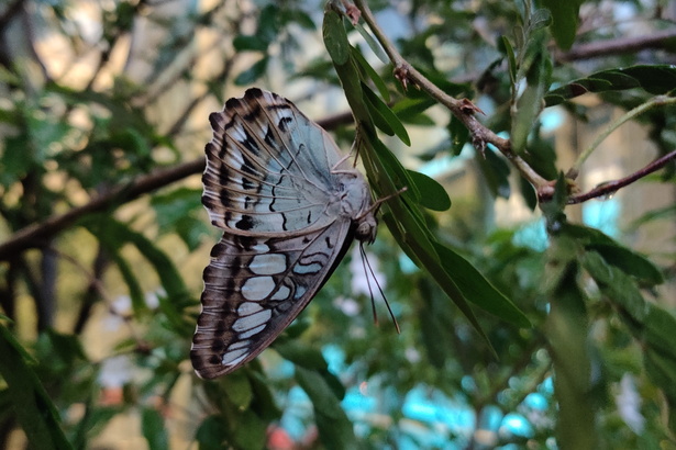 Newzealand 20191028-112111 112110