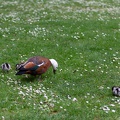 Newzealand_20191105-142218_4929.jpg