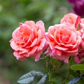 Newzealand_20191116-093450_6325.jpg
