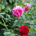 Newzealand_20191116-093611_6331.jpg