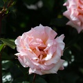 Newzealand_20191116-093959_6333.jpg