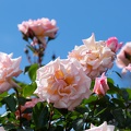 Newzealand_20191116-094020_6335.jpg