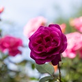Newzealand_20191116-094335_6342.jpg