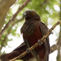 Newzealand_20191116-145520_6464.jpg