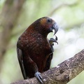 Newzealand_20191116-151214_6583.jpg