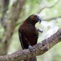 Newzealand_20191116-151226_6585.jpg