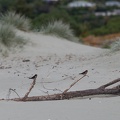 Newzealand_20191120-164521_7034.jpg