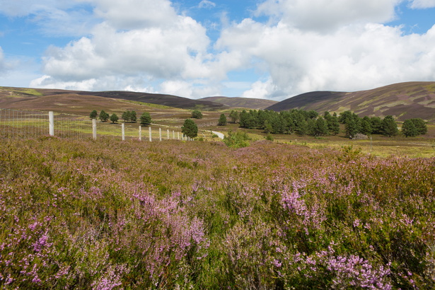 Scotland 20180721-125145 2526