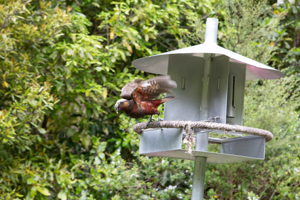 Newzealand 20191116-150208 6510